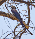 Phoeniculus damarensis